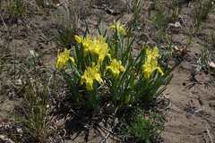 Iris humilis