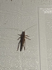 Pyrgocorypha uncinata