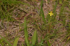 Tricoryne anceps pterocaulon