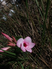 Mandevilla