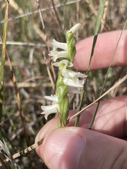 Spiranthes longilabris