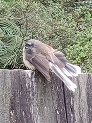 Rhipidura fuliginosa placabilis