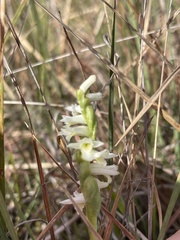 Spiranthes longilabris