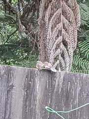 Rhipidura fuliginosa placabilis