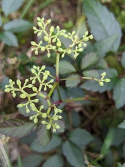 Causonis corniculata