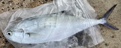 Scomberoides