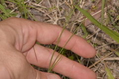 Tricoryne anceps pterocaulon