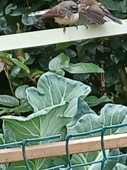 Rhipidura fuliginosa placabilis