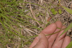 Tricoryne anceps pterocaulon