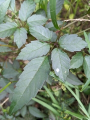 Causonis corniculata