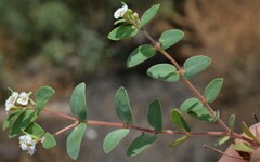 Euphorbia capitellata
