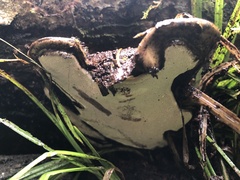 Ganoderma oregonense