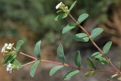 Euphorbia capitellata