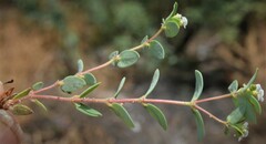 Euphorbia capitellata