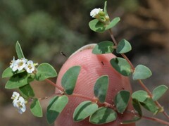 Euphorbia capitellata