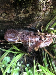 Ganoderma oregonense