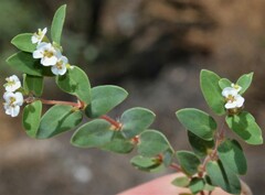 Euphorbia capitellata