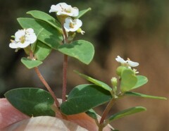 Euphorbia capitellata