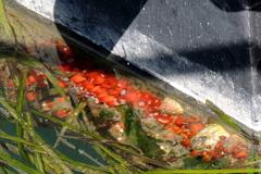 Corynactis californica