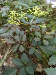 Causonis corniculata