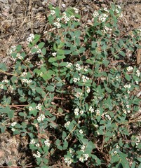Euphorbia capitellata
