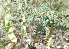Acacia mitchellii