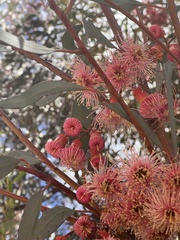 Eucalyptus torquata