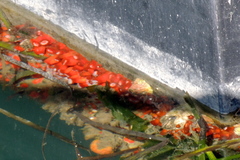 Corynactis californica