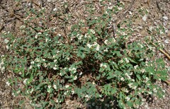 Euphorbia capitellata