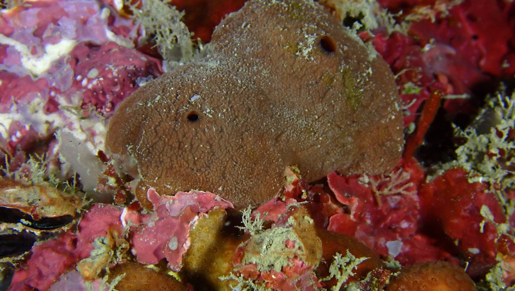 Plakortis zyggompha