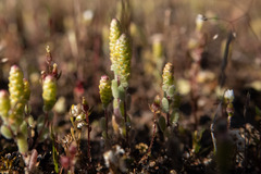 Gnephosis drummondii