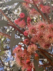 Eucalyptus torquata