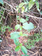 Muehlenbeckia tamnifolia