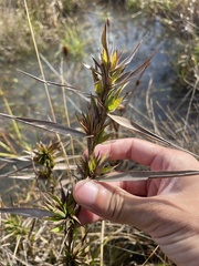 Dichanthelium scabriusculum