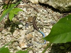 Plestiodon stimpsonii