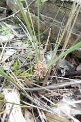 Lomandra multiflora multiflora