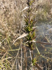 Dichanthelium scabriusculum