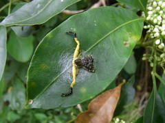 Phrynarachne ceylonica