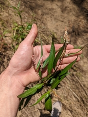 Persicaria decipiens