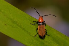 Sphaerarthrum mastersii