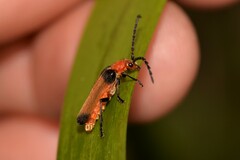 Sphaerarthrum mastersii