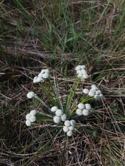 Paepalanthus