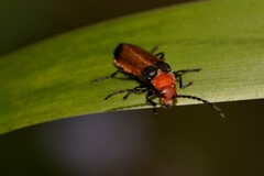 Sphaerarthrum mastersii