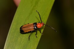 Sphaerarthrum mastersii