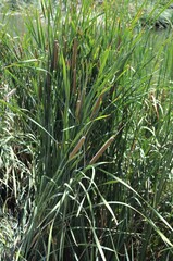 Typha domingensis