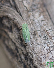 Xyphon reticulatum
