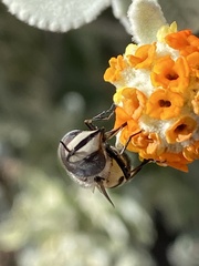 Copestylum fornax