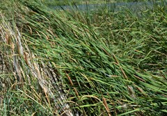 Typha domingensis