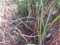 Peniocereus striatus