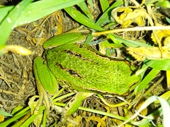 Gastrotheca riobambae